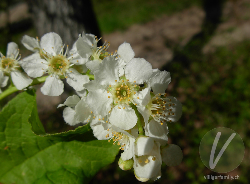 Gewöhnliche Traubenkirsche: Blüten