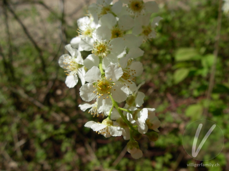 Gewöhnliche Traubenkirsche: Blüten