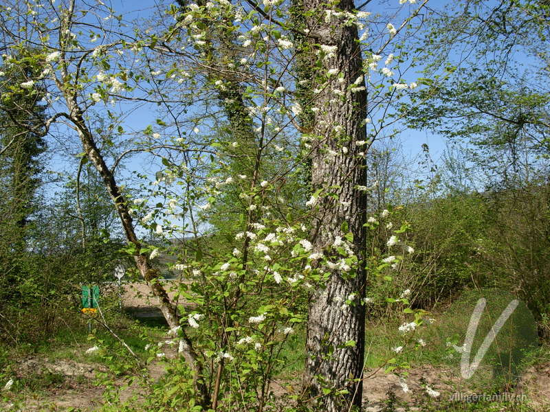 Gewöhnliche Traubenkirsche: Gesamtbild