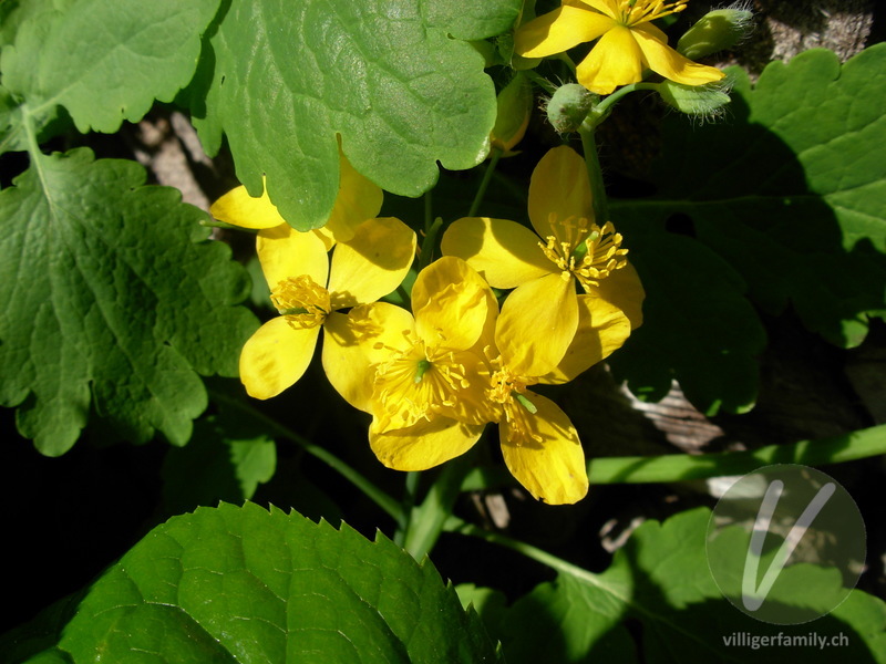 Schöllkraut: Blüten