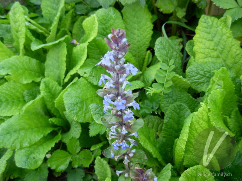 Kriechender Günsel: Blüten, Gesamtbild