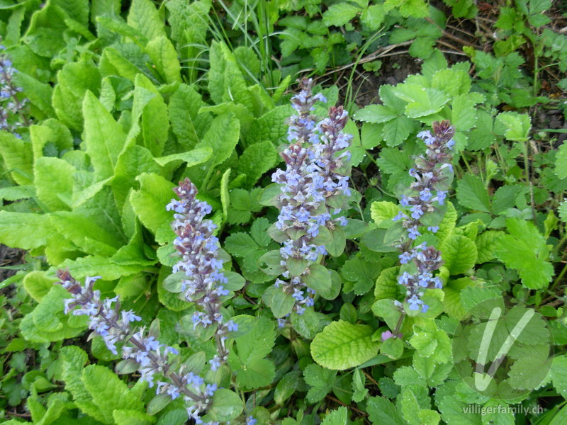 Kriechender Günsel: Blüten, Gesamtbild