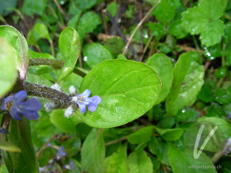 Kriechender Günsel: Blüten, Blätter