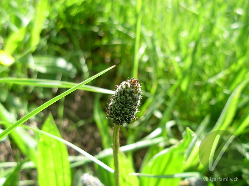 Spitz-Wegerich: Blüten