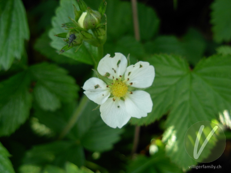 Wald-Erdbeere: Blüten