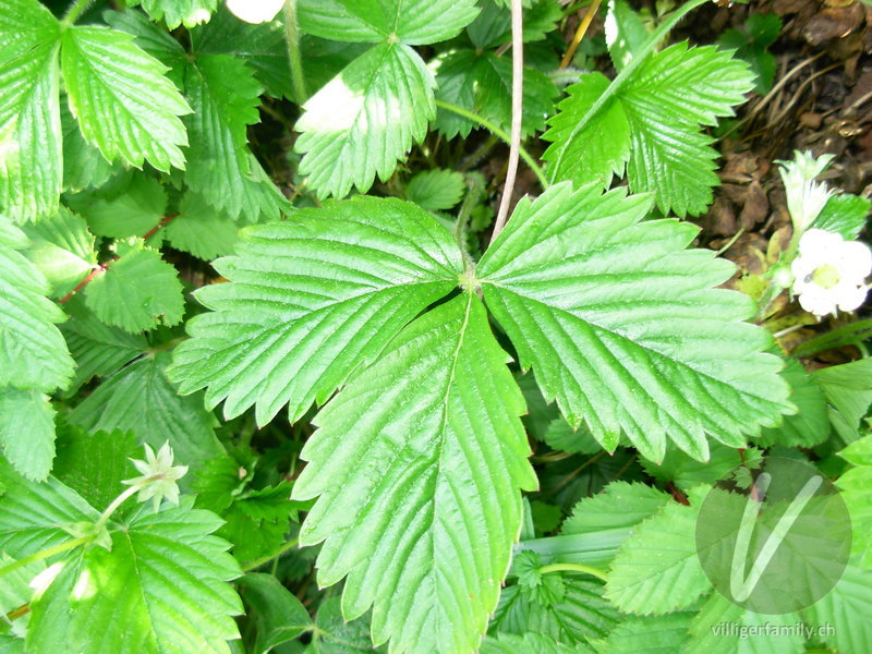 Wald-Erdbeere: Blätter