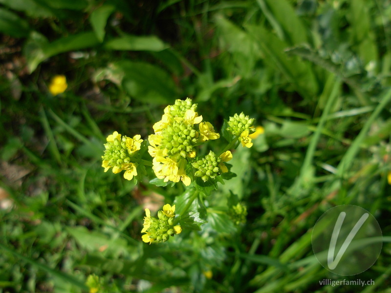 Gemeine Winterkresse: Blüten