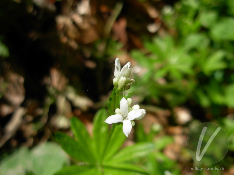 Echter Waldmeister: Blüten