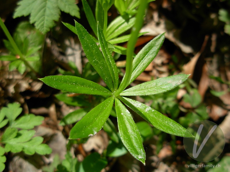 Echter Waldmeister: Blätter