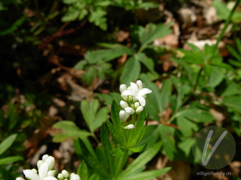 Echter Waldmeister: Blüten