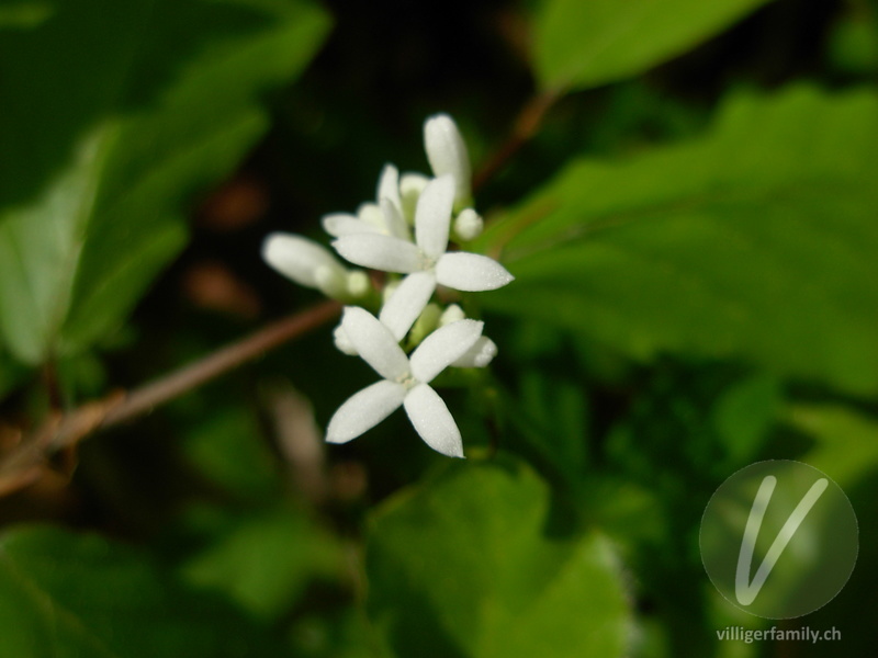 Echter Waldmeister: Blüten