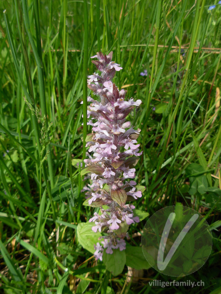 Kriechender Günsel: Blüten, Gesamtbild