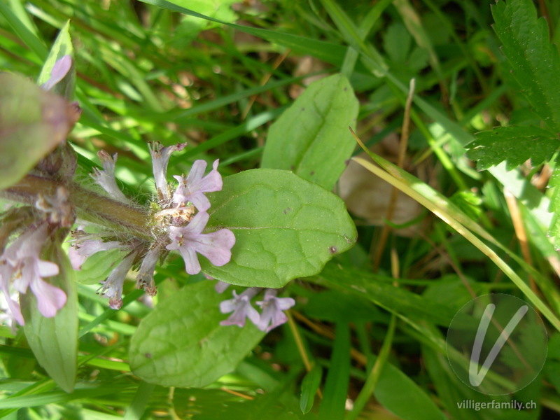 Kriechender Günsel: Blüten, Blätter