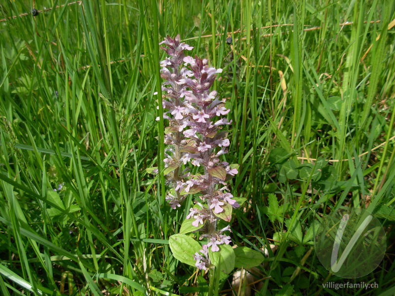 Kriechender Günsel: Blüten, Gesamtbild