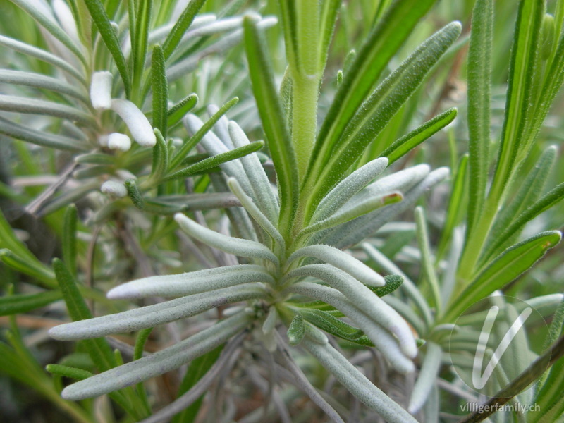 Echter Lavendel: Blätter