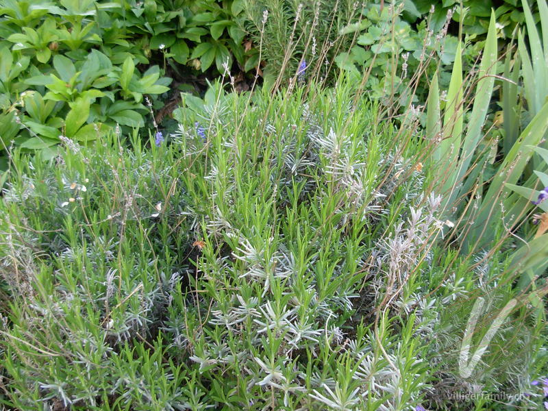 Echter Lavendel: Gesamtbild