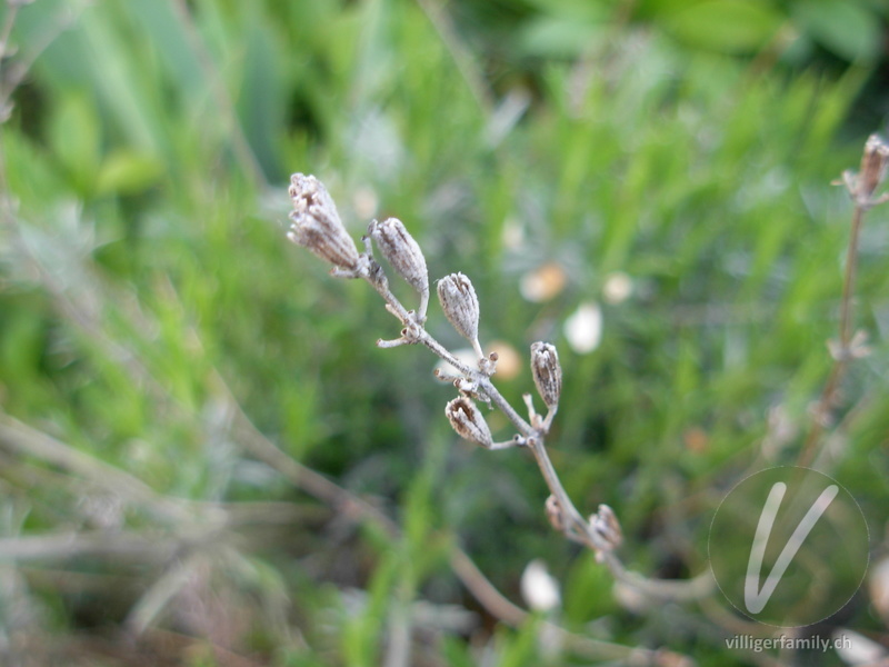 Echter Lavendel: Früchte