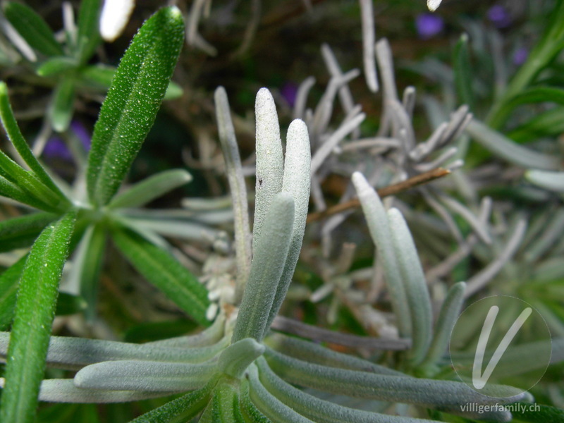 Echter Lavendel: Blätter