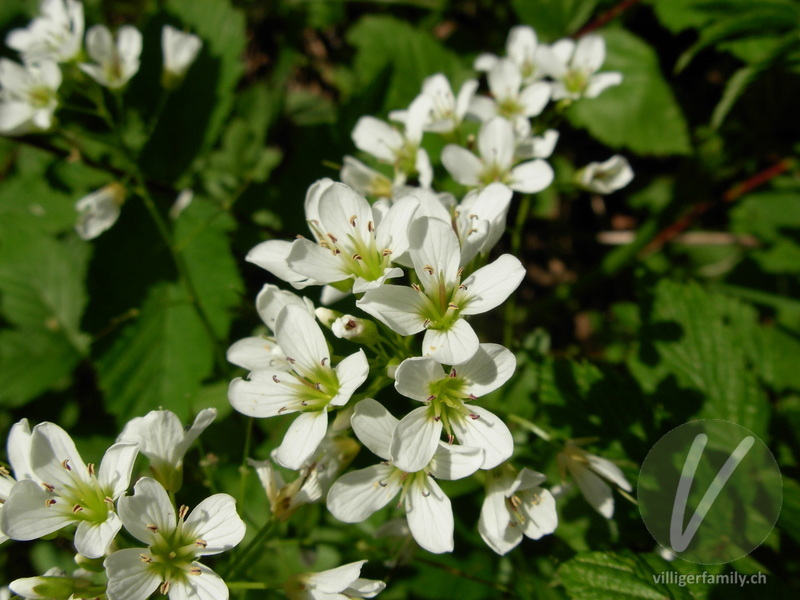 Bitteres Schaumkraut: Blüten