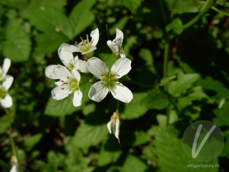 Bitteres Schaumkraut: Blüten