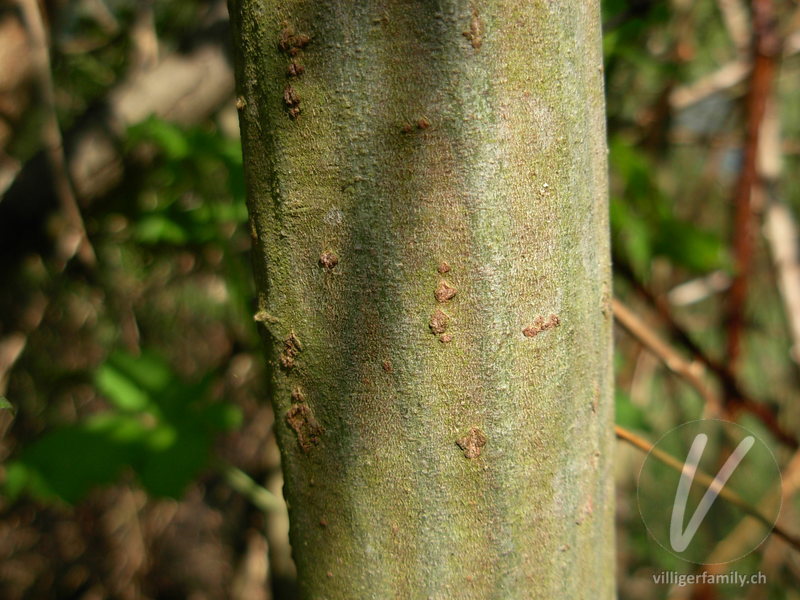 Gewöhnliche Schwarz-Weide: Stengel