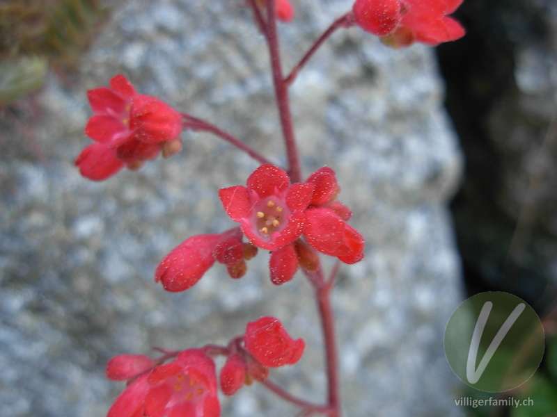 Blut-Purpurglöckchen: Blüten