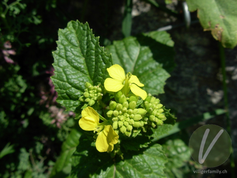 Acker-Senf: Blüten