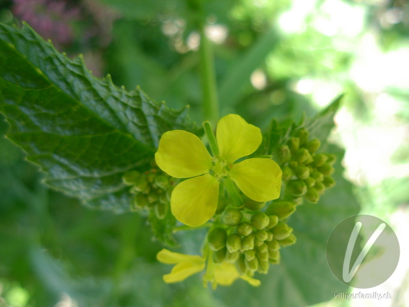 Acker-Senf: Blüten