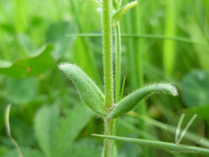 Gewöhnliches Hornkraut: Blätter, Stengel