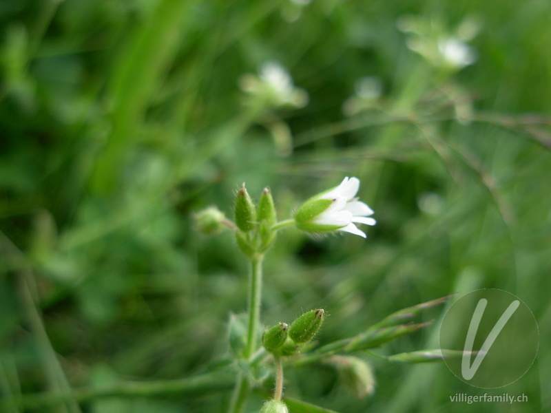 Gewöhnliches Hornkraut: Blüten