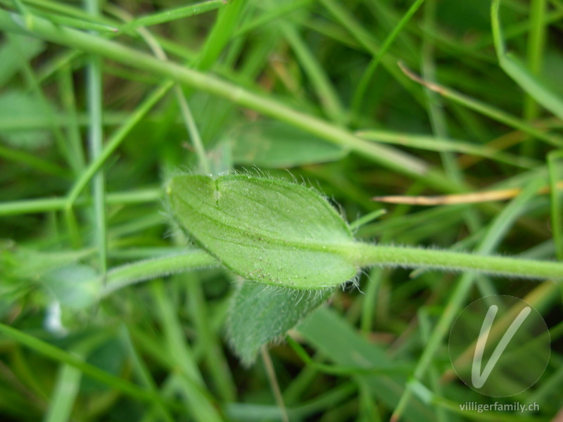 Gewöhnliches Hornkraut: Blätter, Stengel