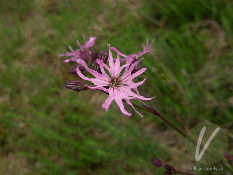 Kuckucks-Lichtnelke: Blüten