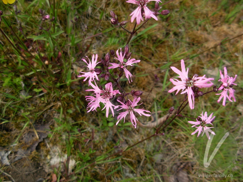 Kuckucks-Lichtnelke: Blüten