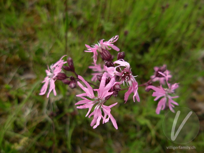 Kuckucks-Lichtnelke: Blüten