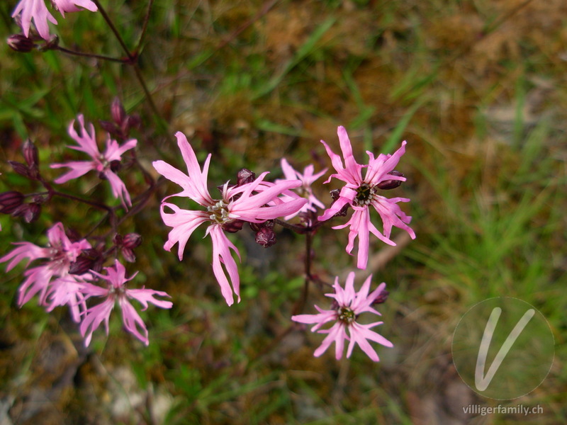 Kuckucks-Lichtnelke: Blüten