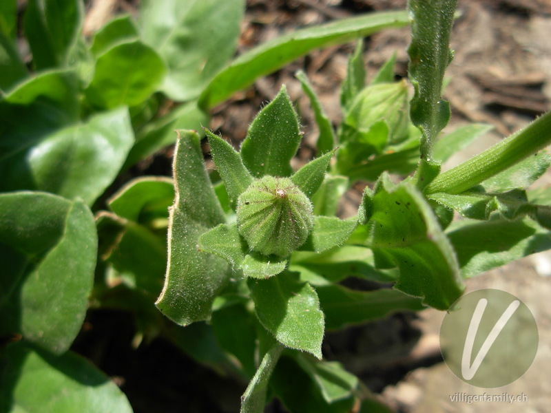 Garten-Ringelblume: Blüten