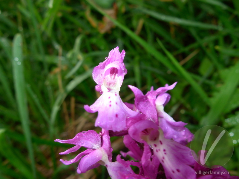 Männliches Knabenkraut: Blüten