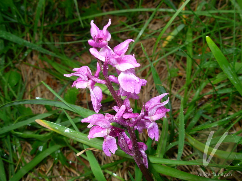 Männliches Knabenkraut: Blüten