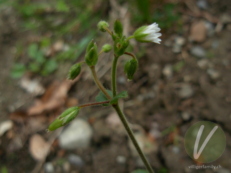 Gewöhnliches Hornkraut: Blüten, Stengel