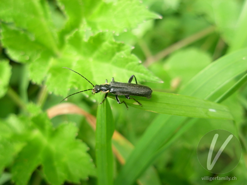 Weichkäfer (Cantharis paradoxa): 