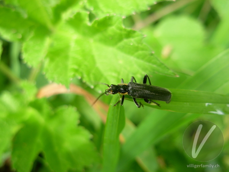 Weichkäfer (Cantharis paradoxa): 