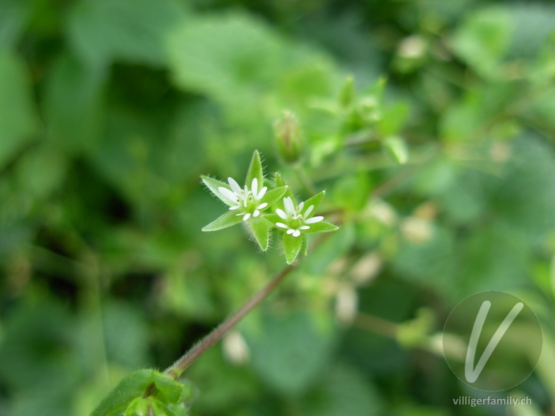 Gewöhnliche Vogelmiere: Blüten