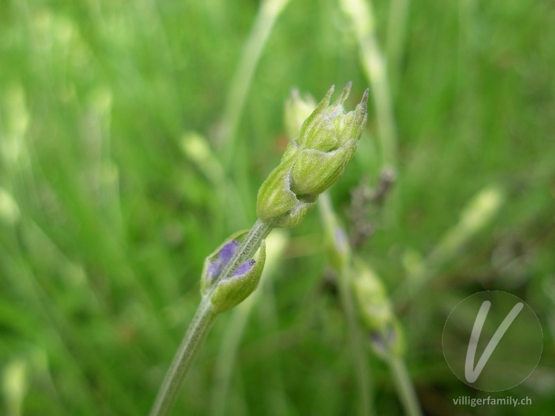 Echter Lavendel: Blüten