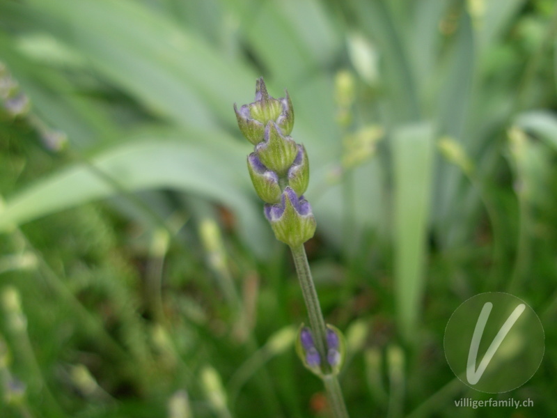 Echter Lavendel: Blüten