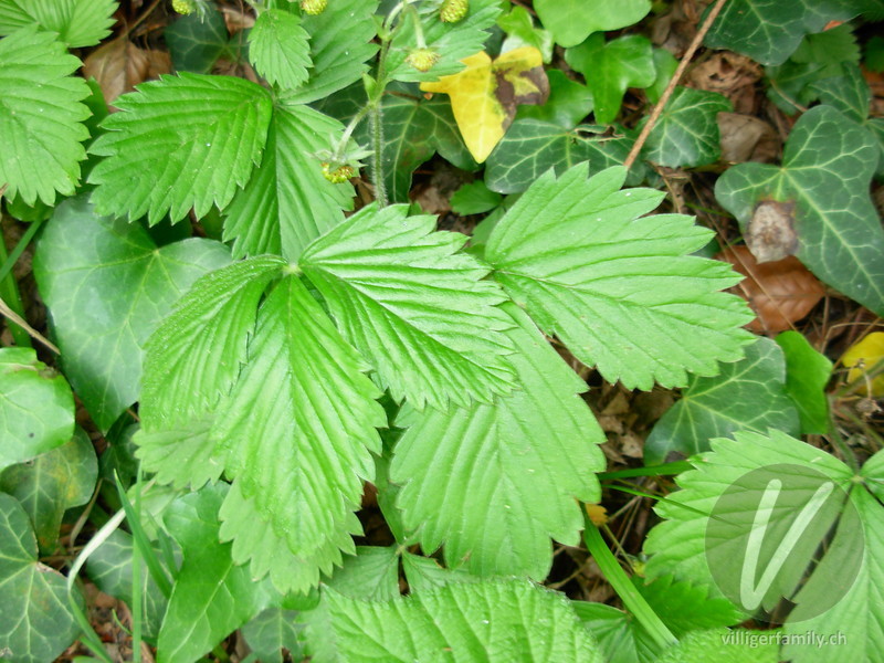 Wald-Erdbeere: Blätter