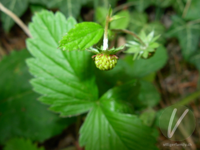 Wald-Erdbeere: Früchte