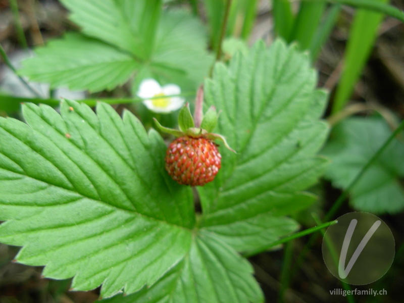 Wald-Erdbeere: Früchte