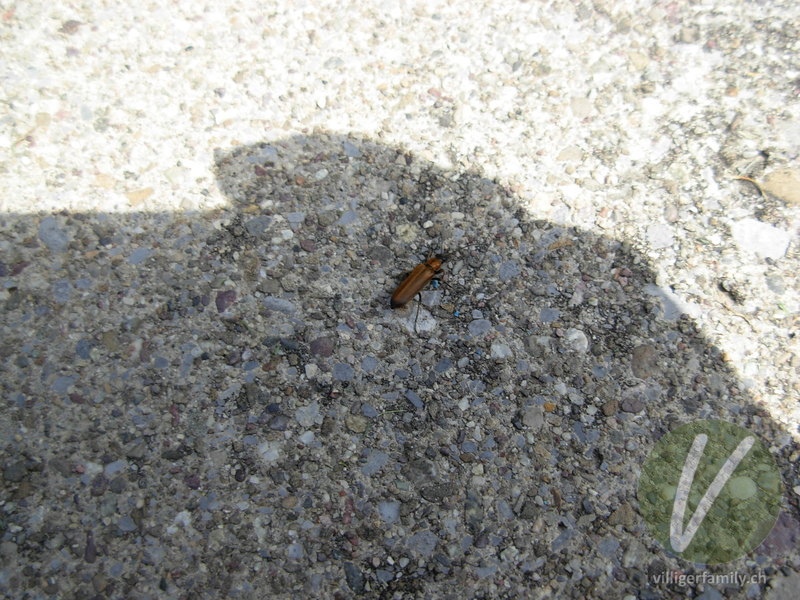 Weichkäfer (Cantharis quadripunctata): 