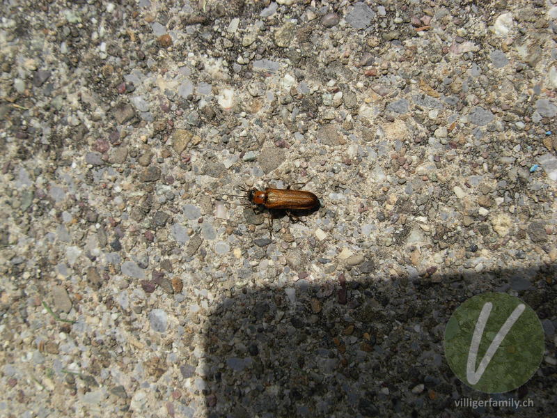 Weichkäfer (Cantharis quadripunctata): 