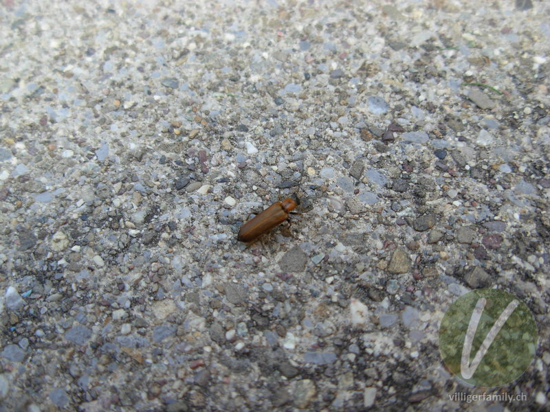 Weichkäfer (Cantharis quadripunctata): 